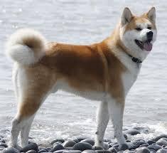 El Akita