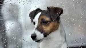 Pasear al Perro Bajo la Lluvia