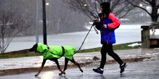 Pasear al Perro Bajo la Lluvia