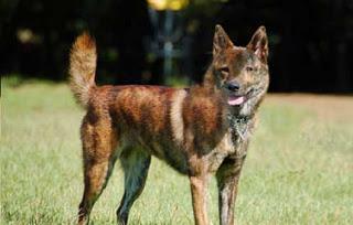 La Raza Kai Ken... Tesoro del Japón