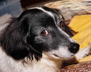 Hepatitis En Perros... Síntomas y Tratamiento