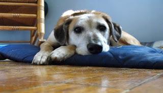 Hepatitis En Perros... Síntomas y Tratamiento