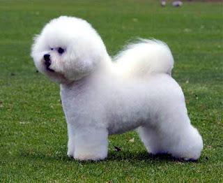 Bichón Frisé... Compañía Ideal