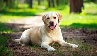 Razas de Perros... El Labrador Retriever