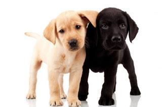 Razas de Perros... El Labrador Retriever Razas de Perros... El Labrador Retriever