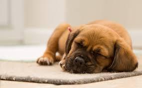 Anemia en Perros... Síntomas. Anemia en Perros... Síntomas.