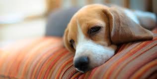 Anemia en Perros... Síntomas.