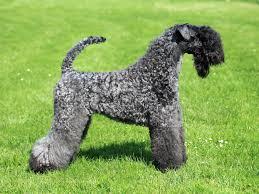 Razas de Perros... Kerry Blue Terrier