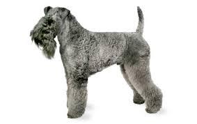 Razas de Perros... Kerry Blue Terrier