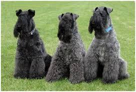 Razas de Perros... Kerry Blue Terrier