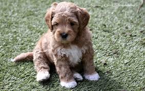 Razas de Perros... Labradoodle (Labrador + Poodle)