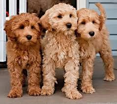 Razas de Perros... Labradoodle (Labrador + Poodle)