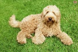 Razas de Perros... Labradoodle (Labrador + Poodle)