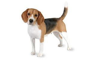 Razas de Perros... Beagle.