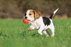 Razas de Perros... Beagle.