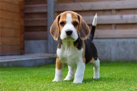 Razas de Perros... Beagle.