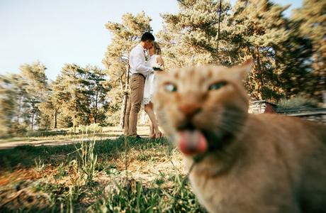10 gatos graciosos metiendose en fotos que no debian