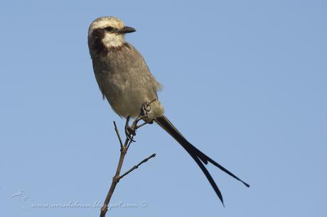 Yetapá grande (Streamer-tailed Tyrant) Gubernetes yetapa