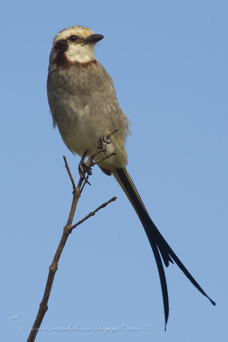 Yetapá grande (Streamer-tailed Tyrant) Gubernetes yetapa