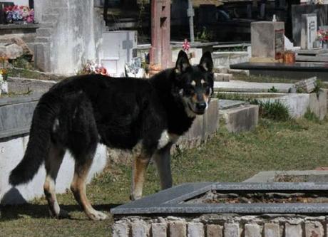 Un perro leal en Argentina ha estado esperando en la tumba de su dueño durante 10 años