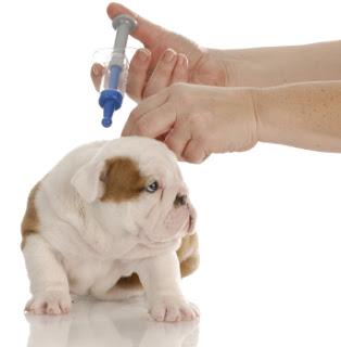 Cachorros de 2 meses... Vacunas.