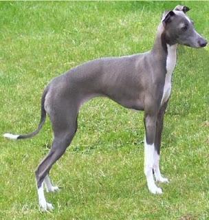 Galgo Italiano Enano