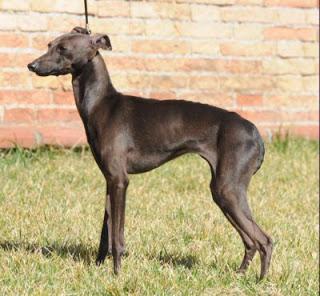 Galgo Italiano Enano