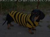 Imagenes ropa para perros salchichas