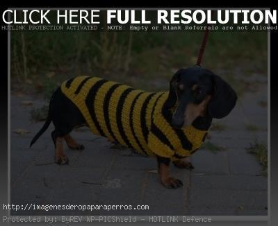 chompa de lana para perro salchicha