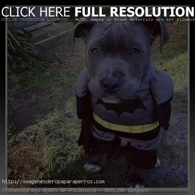 disfraz de batman para pitbull