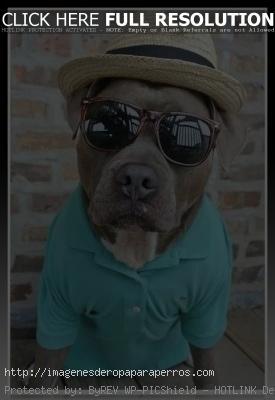 ropa de verano para pitbull