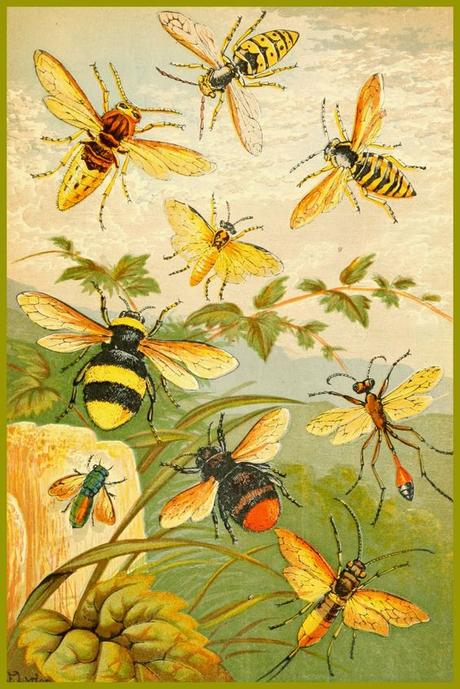 LÁMINAS Y PÓSTERS SOBRE ABEJAS - PRINTS AND POSTERS ABOUT BEES