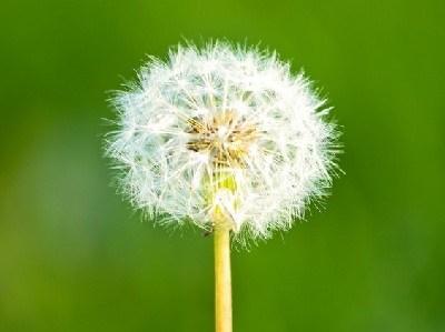 Beneficios del diente de león