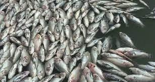 En Uvilla siguen envenenando peces del Yaque
