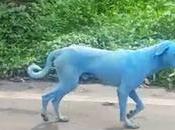 Aparecen extraños perros azules India