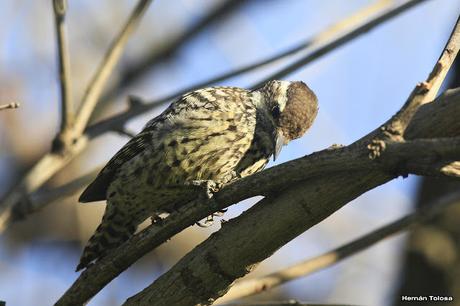 Carpintera picoteando