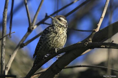 Carpintera picoteando