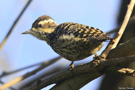 Carpintera picoteando