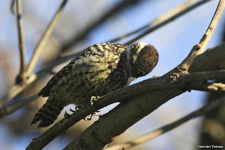 Carpintera picoteando