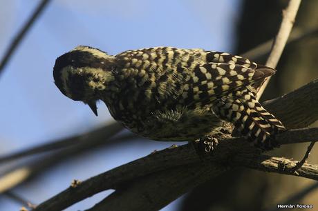 Carpintera picoteando