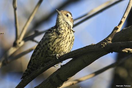 Carpintera picoteando