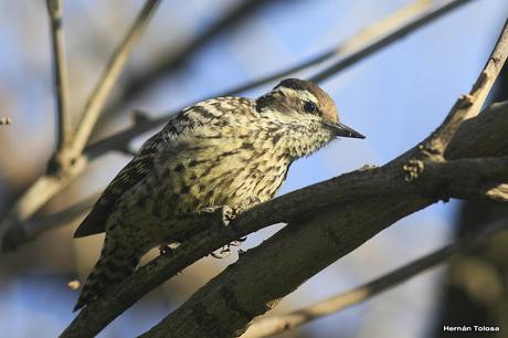 Carpintera picoteando