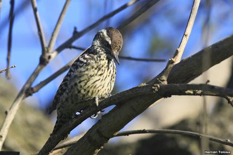 Carpintera picoteando