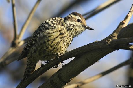 Carpintera picoteando