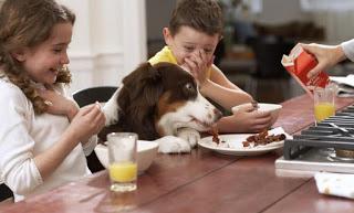 Enseña a tu Perro a no Pedir Comida en la Mesa!