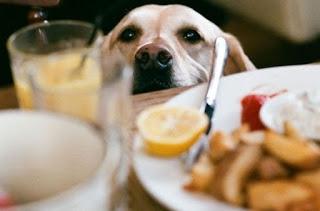 Enseña a tu Perro a no Pedir Comida en la Mesa!