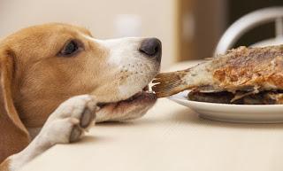 Enseña a tu Perro a no Pedir Comida en la Mesa!
