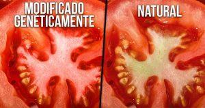 3 Trucos sencillos de distinguir los alimentos transgénicos de los normales…