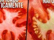 Trucos sencillos distinguir alimentos transgénicos normales…