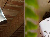 Simples trucos ningún insecto volverá pisar hogar